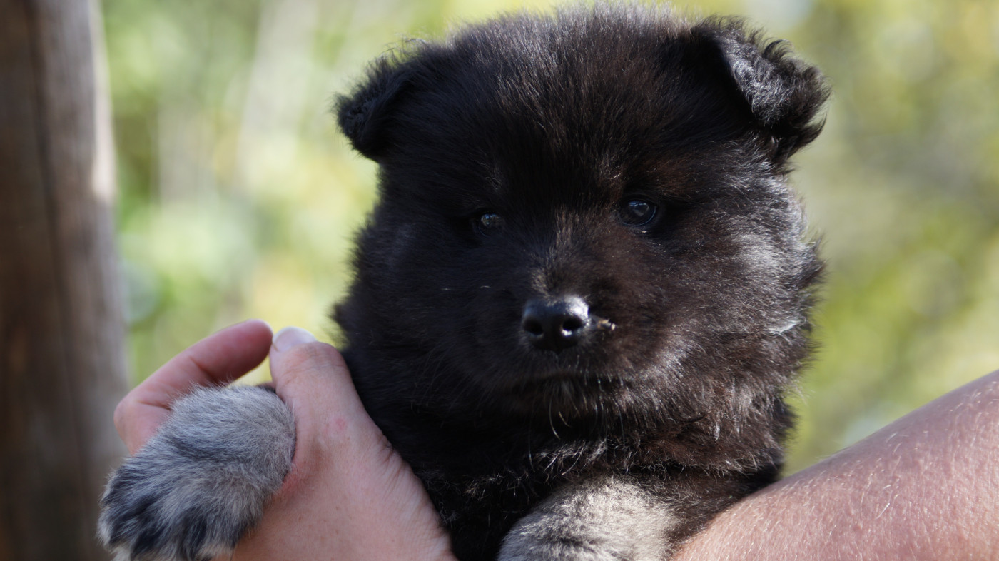 Of Artic West Wind - Chiots disponibles - Chien finnois de Laponie