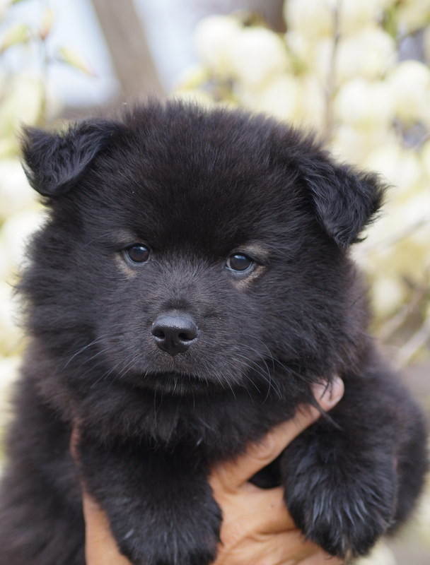 Of Artic West Wind - Chiots disponibles - Chien finnois de Laponie