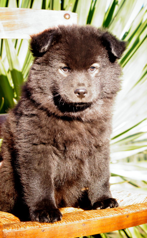 Of Artic West Wind - Chiots disponibles - Chien finnois de Laponie