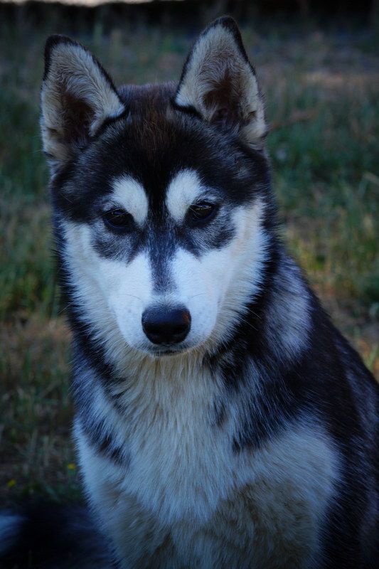 Of Artic West Wind - Chiots disponibles - Siberian Husky