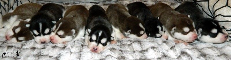 Of Artic West Wind - Siberian Husky - Portée née le 16/11/2016