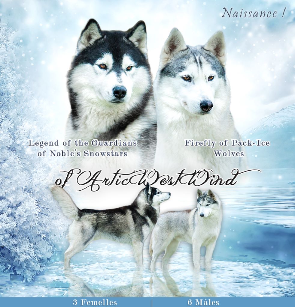 Of Artic West Wind - Siberian Husky - Portée née le 04/09/2017