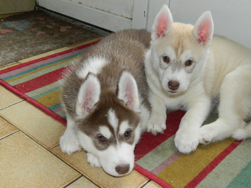 Of Artic West Wind - Siberian Husky - Portée née le 13/12/2012