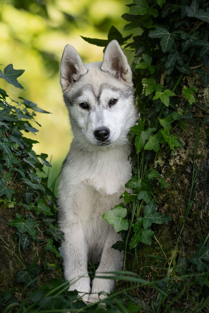 Of Artic West Wind - Chiots disponibles - Siberian Husky