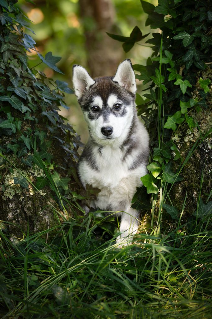 Of Artic West Wind - Chiots disponibles - Siberian Husky