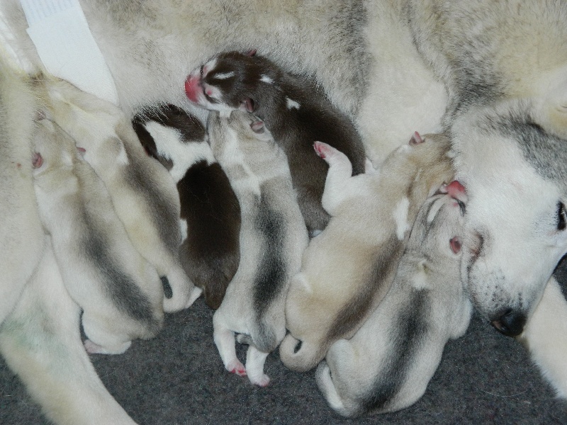 Of Artic West Wind - Siberian Husky - Portée née le 26/04/2015