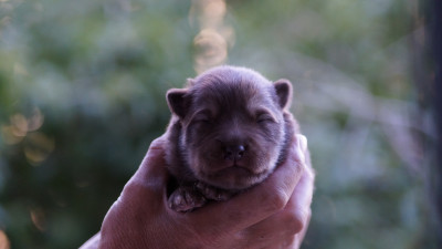 CHIOT 4