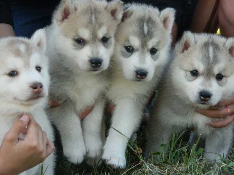 Of Artic West Wind - Siberian Husky - Portée née le 23/07/2014