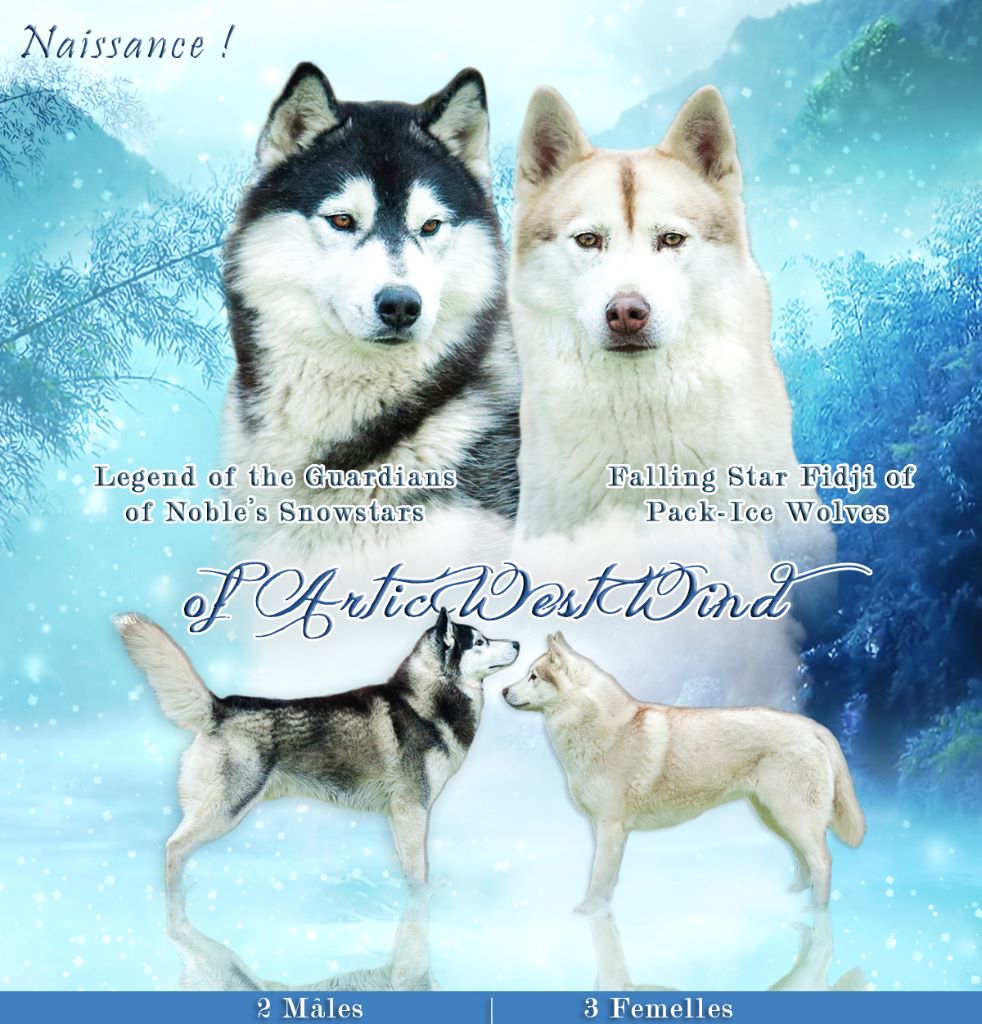 Of Artic West Wind - Siberian Husky - Portée née le 06/09/2017