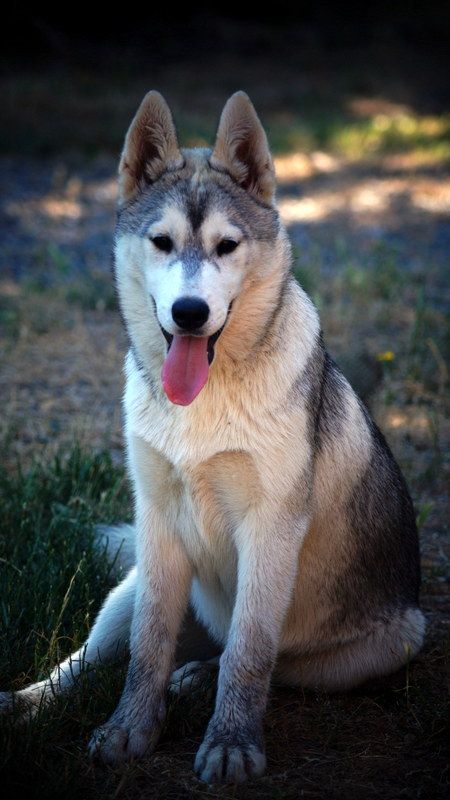 Of Artic West Wind - Chiots disponibles - Siberian Husky