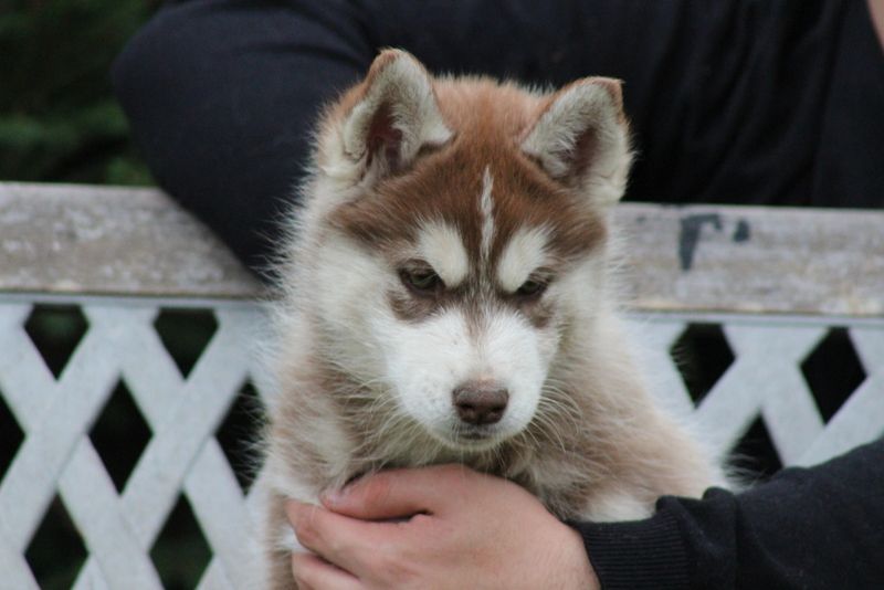 Of Artic West Wind - Siberian Husky - Portée née le 28/09/2022