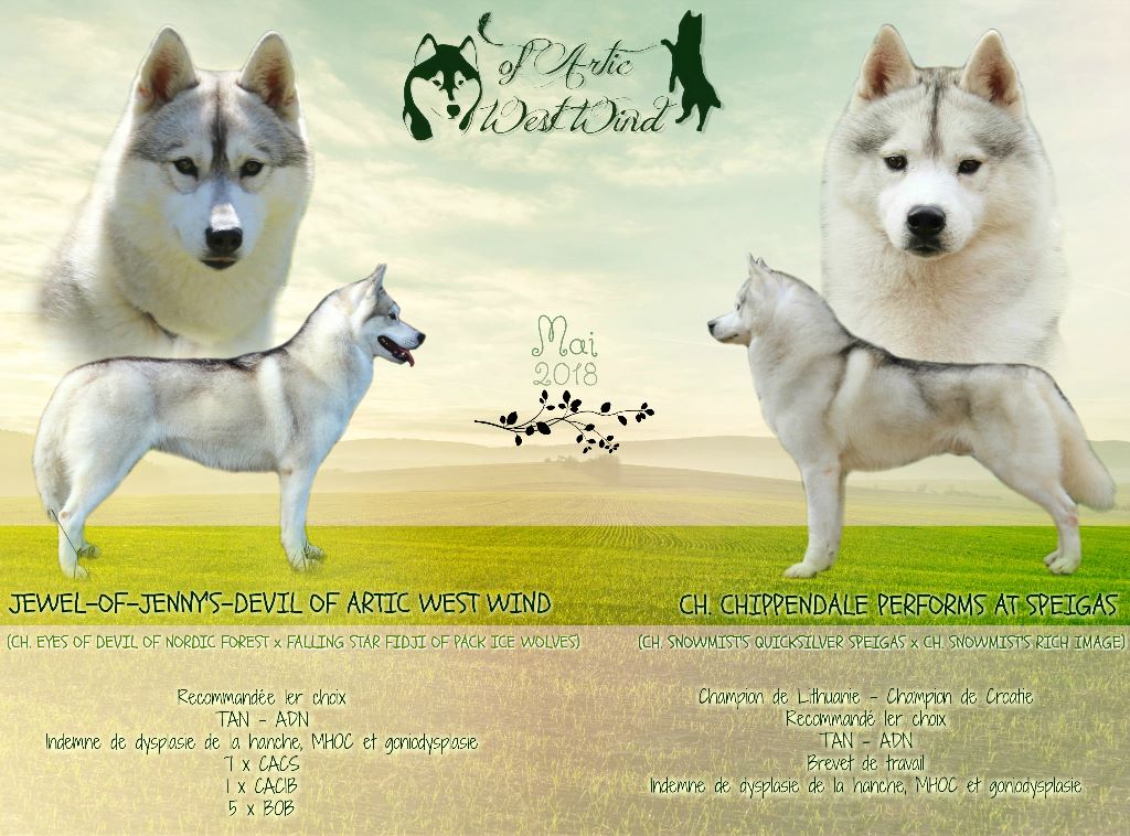 Of Artic West Wind - Siberian Husky - Portée née le 27/05/2018